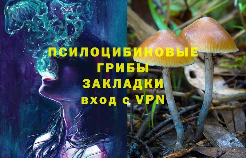 Псилоцибиновые грибы Psilocybine cubensis  Сосновка 